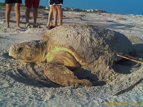 Loggerhead Sea Turtle - Fripp Island, SC 29920