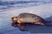 Click Here for Loggerhead Sea Turtle Info